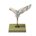 Ankle Joints With Ligaments Model